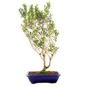 Ver imagem 3 de Pré Bonsai Cereja Anã 07 Anos