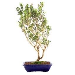 Pré Bonsai Cereja Anã 07 Anos - 3
