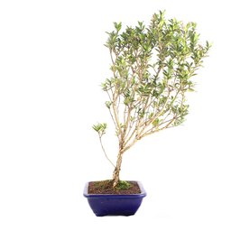 Pré Bonsai Cereja Anã 07 Anos - 2