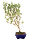 Ver imagem 4 de Pré Bonsai Cereja Anã 07 Anos