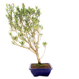 Pré Bonsai Cereja Anã 07 Anos - 4