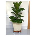 Ver imagem 4 de Suporte para Vaso de Planta Quadrado com Rodinhas Gel Silicone 35cm