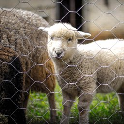 Tela Hexagonal Mangueirão 3" x Fio 18 (1,24mm) - Rolo 50m x 1,20m altura - 2