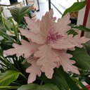 Ver imagem 4 de Flor Artificial Natal Rosa 25cm