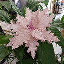 Ver imagem 2 de Flor Artificial Natal Rosa 25cm
