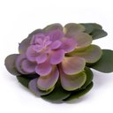 Ver imagem 1 de Suculenta Planta Artificial Verde e Rosa 14x16 Cm - D'Rossi