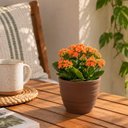 Ver imagem 4 de Vaso Pequeno para Plantas Flores 15,5cm Tramontina Inca Cach