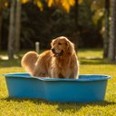 Ver imagem 2 de Caixa de Uso Doméstico 300l sem Tampa Modelo