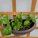 Ver imagem 4 de 50 Ganchos para Pendurar Vasos de Plantas em Jardim Vertical