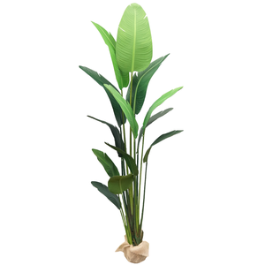 Bananeira Palmeira Folhagem Arvore Verde Grande 2.25mt