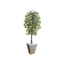 Ver imagem 1 de Planta Artificial Ficus Verde 2,10m kit + Vaso Trapezio D. Grafiato Bege 40cm