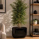 Ver imagem 1 de Vaso Jardineira Fibra de Vidro Lisboa Vietnamita 66,5cm Floreira Preto Brilho