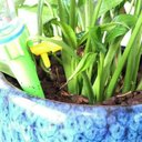 Ver imagem 2 de Kit 10 Peças Irrigadora de Planta Conta Gotas Regador Automatico Gotejamento