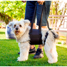 Peitoral com suporte das patas traseiras para Pets com deficiência para andar, cor preta:PP (45 a 55 - 4