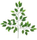 Ver imagem 1 de 10 Haste Galhos Planta Artificial Folhagem de Fícus 57cm
