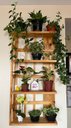 Ver imagem 4 de Prateleira, Floreira, Suporte Plantas, Painel de Plantas P8