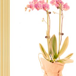 Estacas de Bambu para Tutor de Plantas: 70cm X 6mm - 400un - 2