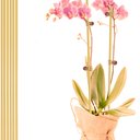 Ver imagem 2 de Estacas de Bambu para Tutor de Plantas: 70cm X 6mm - 400un