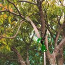 Ver imagem 5 de Podador de Galhos com Serra e Poda Serrote Corte 2 em 1 Tpod34 Trato