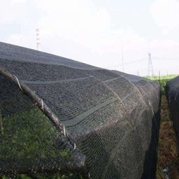 Tela Sombreamento Proteção Agrícola 30% 4 X 100 Preta - 3