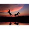 Papel De Parede Animais Cavalos Por Do Sol 3D Anm97 3M² - 2