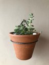 Ver imagem 7 de Kit 3 Suportes 12cm Anel Redondo Pendurar Vaso Planta Parede