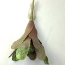 Ver imagem 3 de Kit 10 Pçs Bromélia Elegante Planta Artificial 8 Folhas 21cm