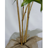 Árvore Planta Folhas Artificial Dracena Decorativa Real - 4
