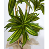 Árvore Planta Folhas Artificial Dracena Decorativa Real - 5