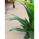 Ver imagem 3 de Planta Artificial Dracena Toque Real Premium Decoração 1.40m, Planta Decorativa para Casa e Evento.