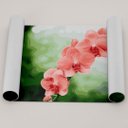 Ver imagem 2 de Kit Pintura Terapêutica Flores Orquídeas - Pintura Numerada