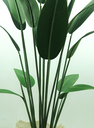 Ver imagem 2 de Bananeira Premium Folhagem Verde Planta 1.8m Artificial