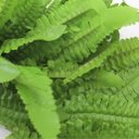 Ver imagem 3 de 10 Ramos Decoração Arranjo Samambaia Artificial 35cm