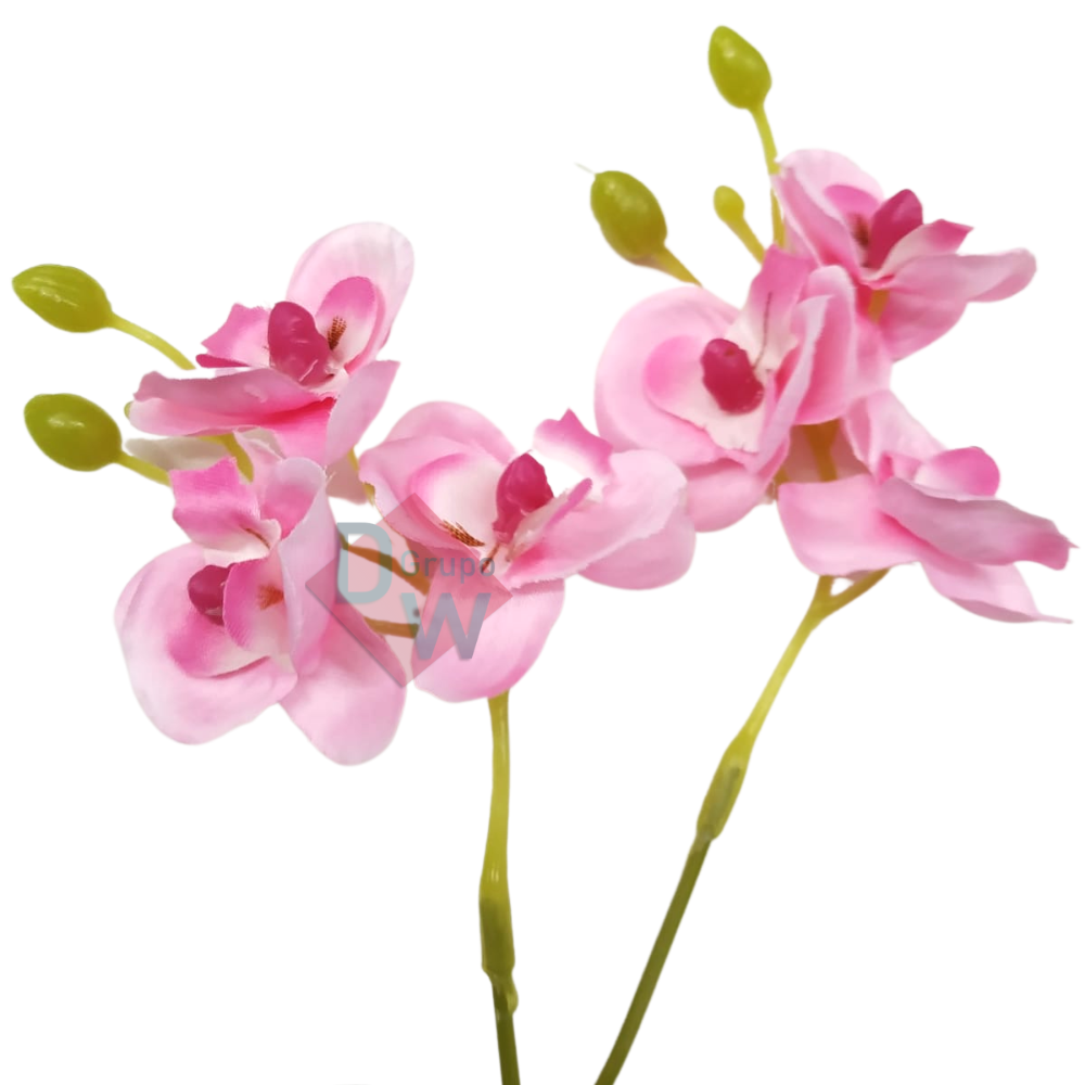 Mini Orquidea:orquídea Rose - 2