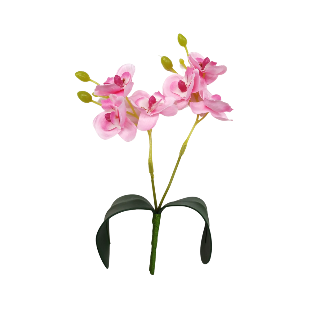 Mini Orquidea:orquídea Rose - 1