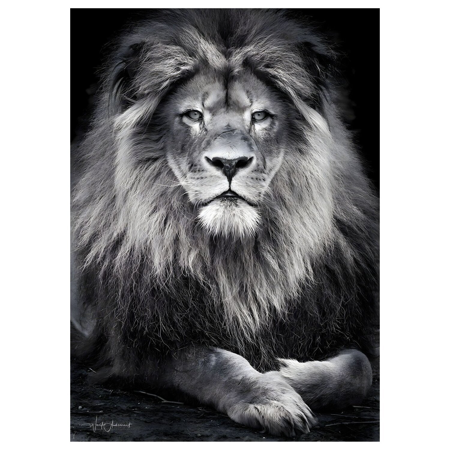 Quadro Decorativo Leão Animal 003 30x42 - 9