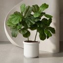 Ver mais imagens de Kit 2 Mini Árvores Ficus Lyrata 85cm Silicone Realista Toque Natural Decoração Moderna Luxo