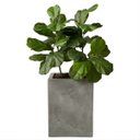 Ver imagem 6 de Kit 2 Mini Árvores Ficus Lyrata 85cm Silicone Realista Toque Natural Decoração Moderna Luxo