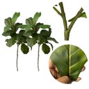 Ver imagem 3 de Kit 2 Mini Árvores Ficus Lyrata 85cm Silicone Realista Toque Natural Decoração Moderna Luxo
