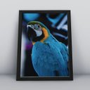 Ver imagem 1 de Quadro Decorativo Moldura Preta 30x40cm Arara Azul