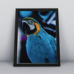 Quadro Decorativo Moldura Preta 30x40cm Arara Azul