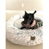 Cama Nuvem Gigante Cachorros Luxo xg 100x100:Branco com Azul - 10