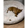 Cama Nuvem Gigante Cachorros Luxo xg 100x100:Branco com Azul - 8