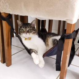 Redinha de Gatos para Cadeiras, Poltronas e Mesa de Canto Bege - 6