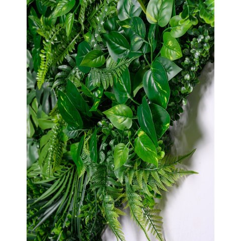 Jardim Vertical Costela de Adão 1m² Graddus Verde