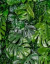 Ver imagem 2 de Jardim Vertical Costela de Adão 1m² Graddus Verde