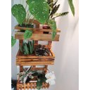 Ver imagem 2 de Floreira, Jardim Vertical, Decoração, Painel de Plantas. Jv31