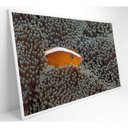 Ver mais imagens de Quadro Peixe Palhaço em Anêmona no Mar Medidas 90x60 Cm Impressão Vidro Acrílico