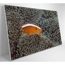 Ver imagem 6 de Quadro Peixe Palhaço em Anêmona no Mar Medidas 90x60 Cm Impressão Vidro Acrílico