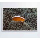 Ver imagem 2 de Quadro Peixe Palhaço em Anêmona no Mar Medidas 90x60 Cm Impressão Vidro Acrílico